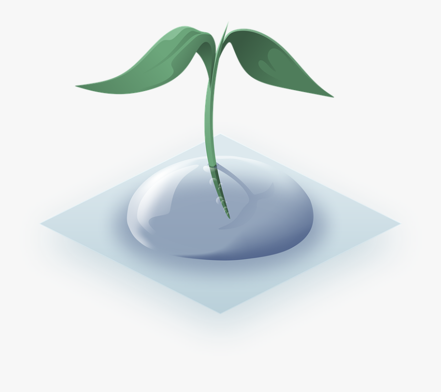 Planta, Gota, Planta Acuática, Naturaleza, Flor De - Illustration, HD Png Download, Free Download