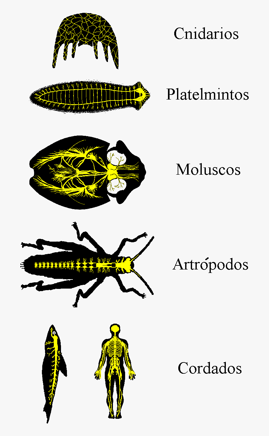 Sistema Nervioso - Cuales Son Los Animales Platelmintos, HD Png Download, Free Download