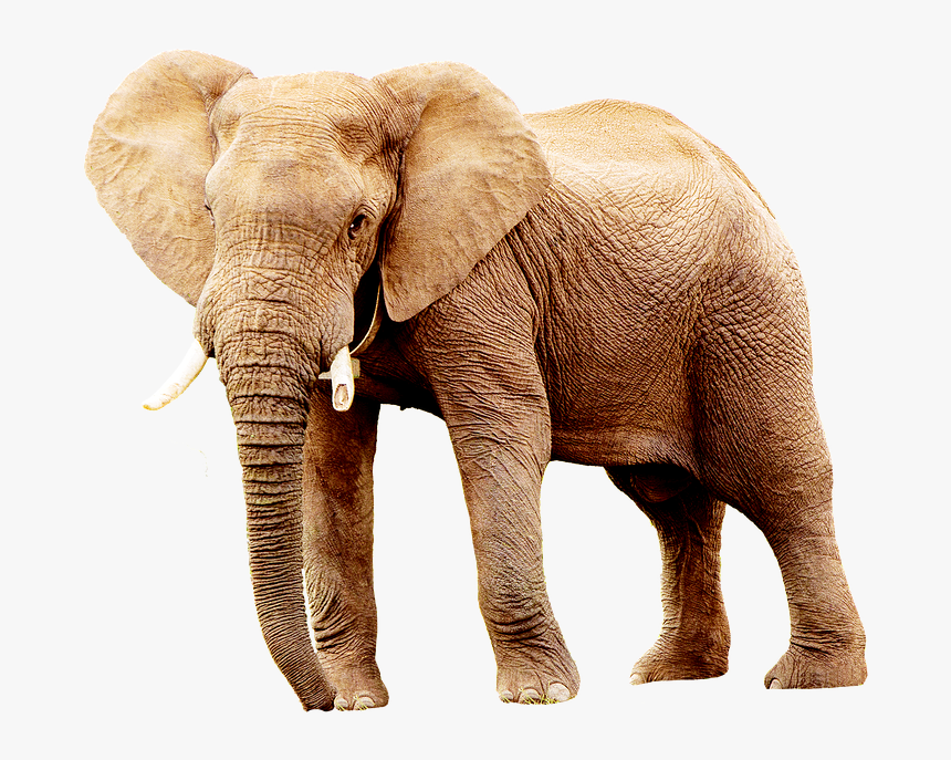 Elefante, Animales, África, Retrato - Animals Images Without Background, HD Png Download, Free Download