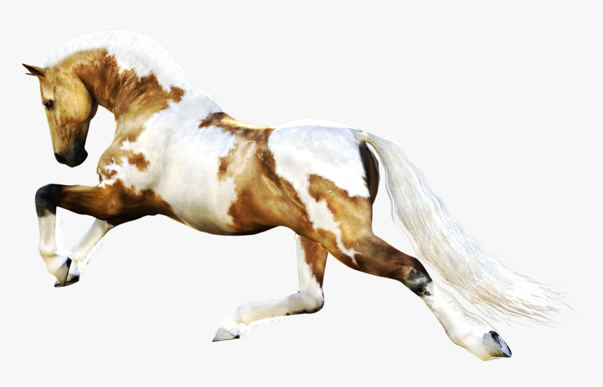Horse Png For Photoshop, Transparent Png, Free Download