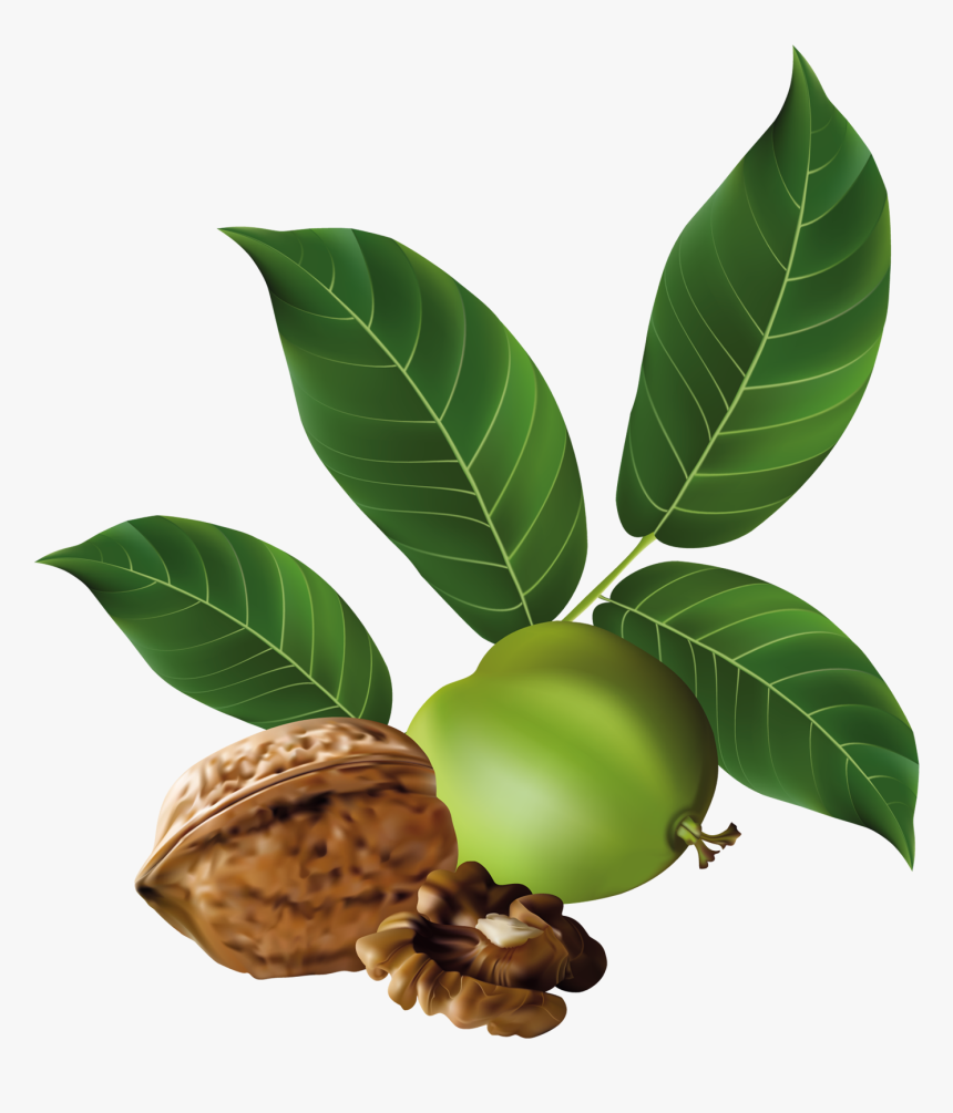 Walnut Png - Black Walnut Png, Transparent Png, Free Download