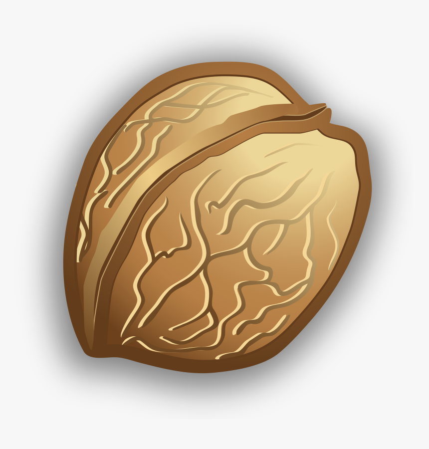 Walnuts Vector Png, Transparent Png, Free Download