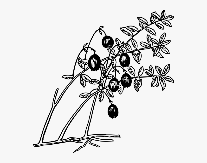 Guava Tree Clipart Black And White, HD Png Download, Free Download