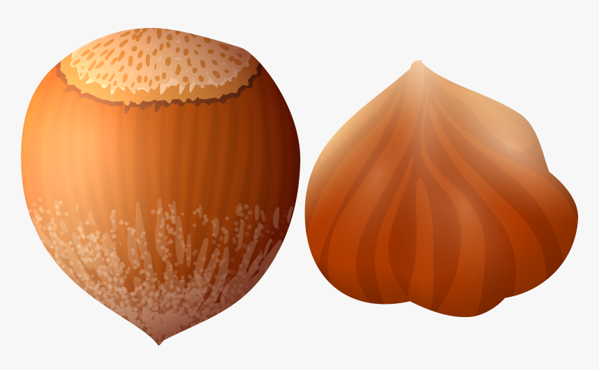 Hazelnut Png Clip Art - Hazelnut Png, Transparent Png, Free Download