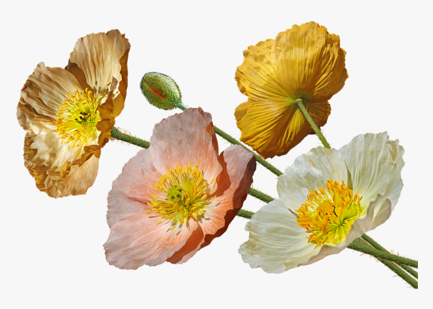 Poppies, Iceland, Flowers, Spring, Garden, Nature - Flor Amapola De Islandia, HD Png Download, Free Download