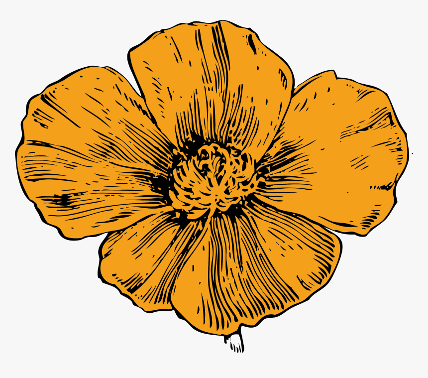 California Poppy Clip Arts - California Golden Poppy Drawing, HD Png Download, Free Download