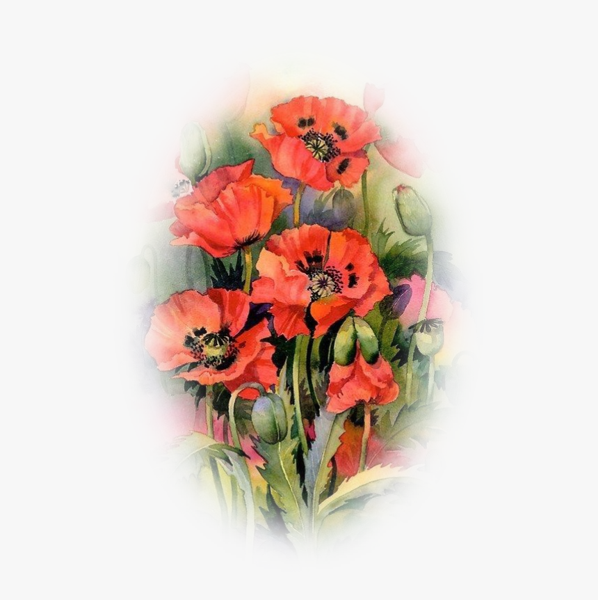Oriental Poppies Watercolor Painting Common Poppy - Акварель Цветы Маки, HD Png Download, Free Download