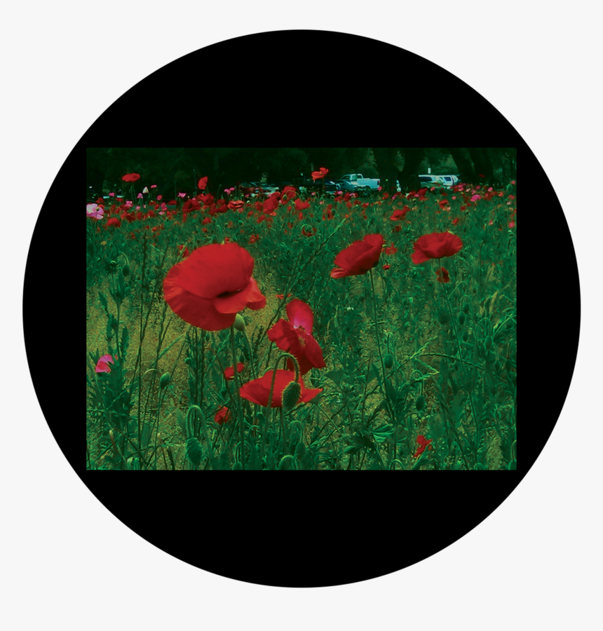 D - Antonakos - Poppies - Poppy, HD Png Download, Free Download
