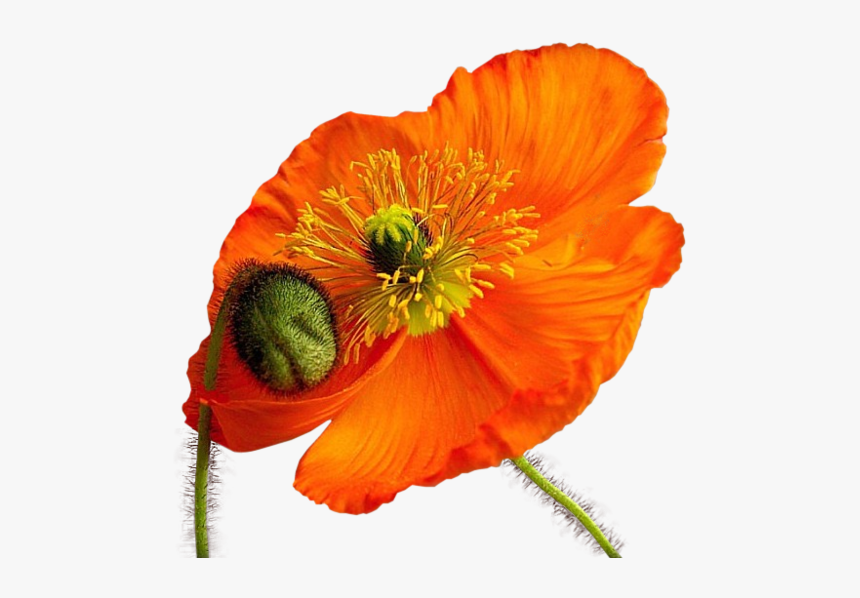 Clipart Transparent Coquelicot, HD Png Download, Free Download
