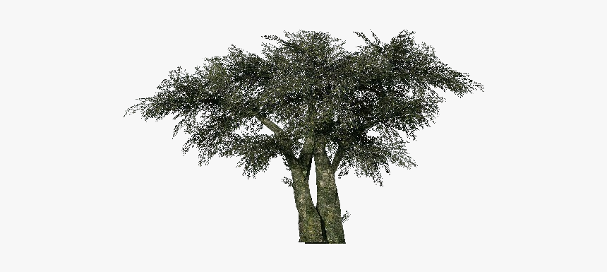 Tree Olive Computer Software Project Three-dimensional - Mexican Pinyon, HD Png Download, Free Download