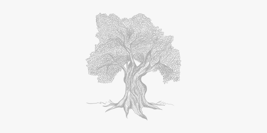 Olive Tree Sketch Transparent, HD Png Download, Free Download