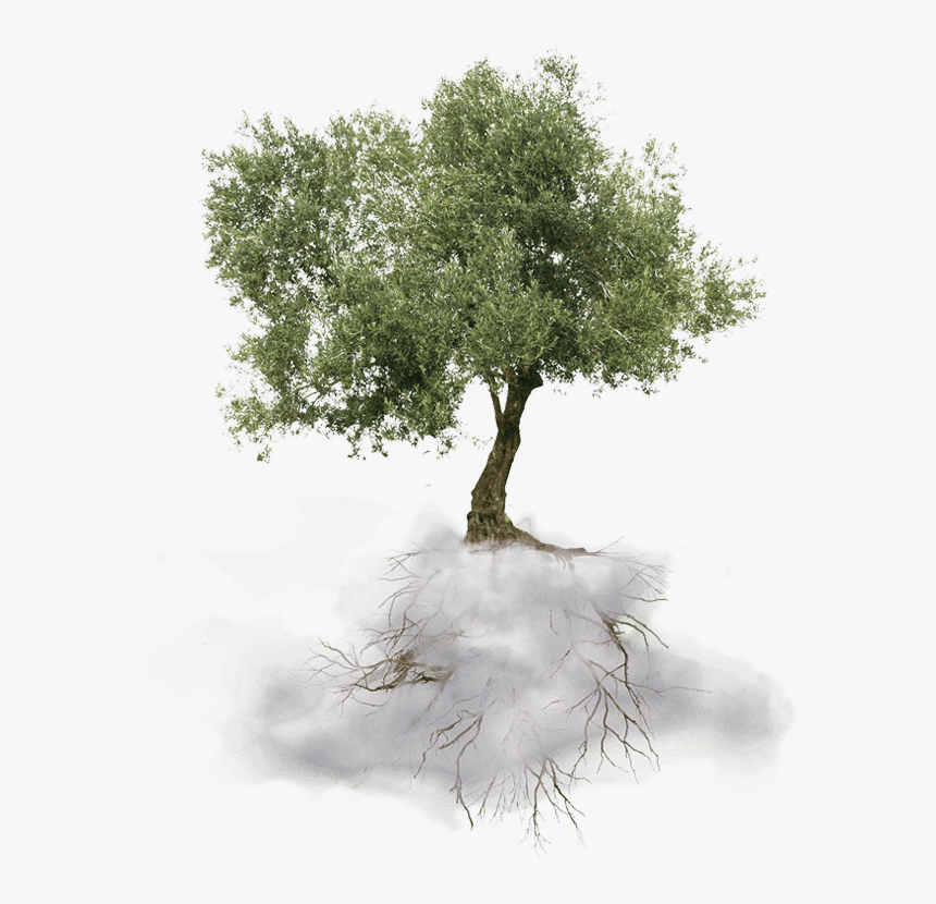 Greek Olive Tree Png , Png Download - Olive Oil Tree Png, Transparent Png, Free Download