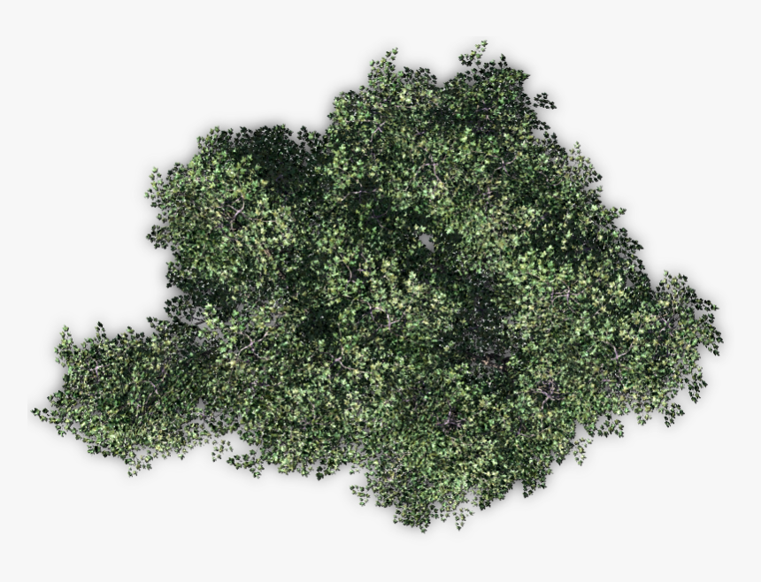 Trees From Above Png, Transparent Png, Free Download