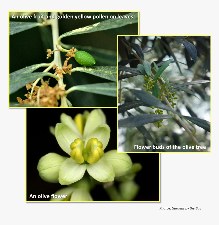 Flowers And Fruits Of Olive Tree - Olive Tree Flower Buds, HD Png Download, Free Download