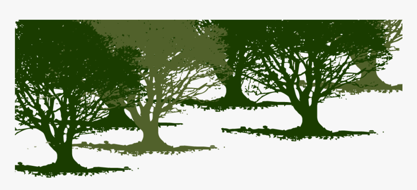 Olive Tree Background - Oak, HD Png Download, Free Download