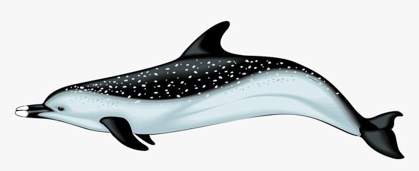 Dolphin Tail Png - Animals With Fins And Tail, Transparent Png, Free Download