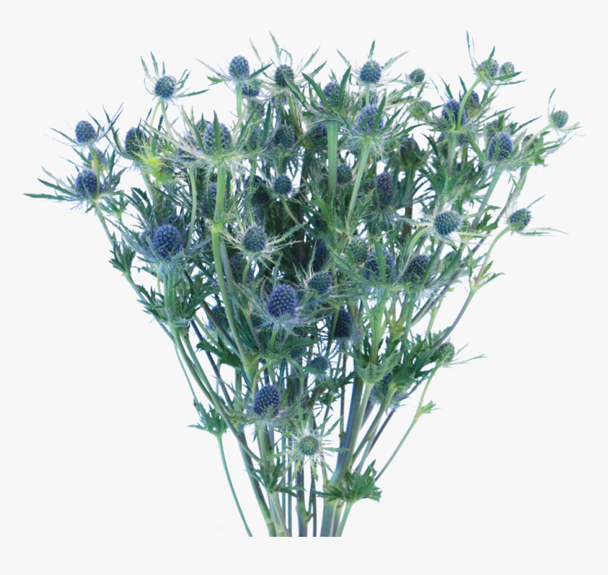 Eryngium Png, Transparent Png, Free Download