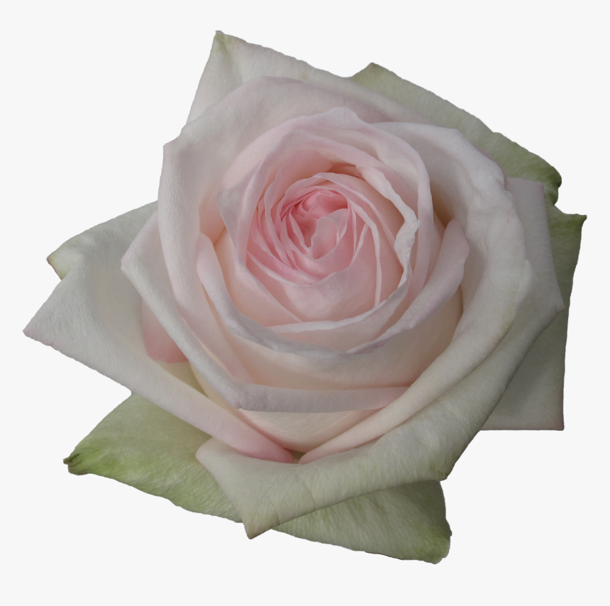 Pink O Hara Roses White, HD Png Download, Free Download