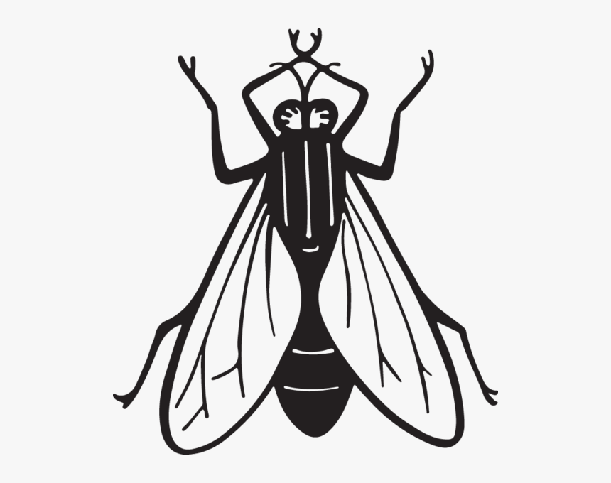 Fly Clipart Insect - Housefly Line Art, HD Png Download, Free Download