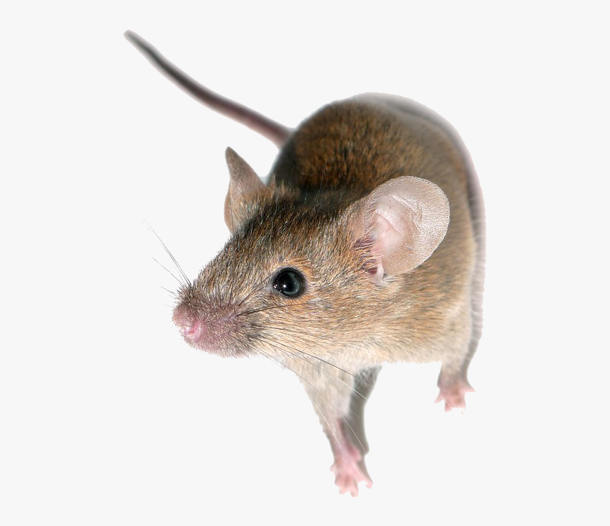 Little Mouse, HD Png Download, Free Download