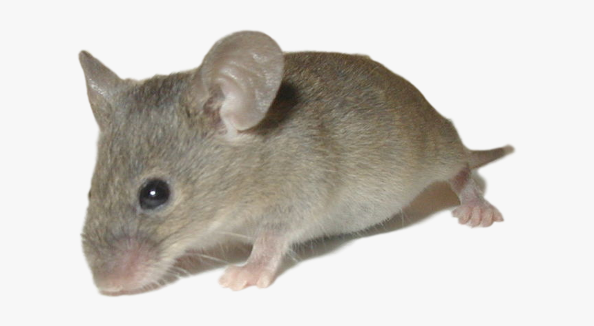 House Mouse - Mouse Animals, HD Png Download, Free Download