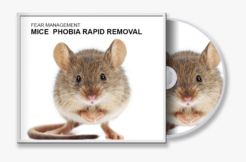 Mouse Next To Rat, HD Png Download, Free Download