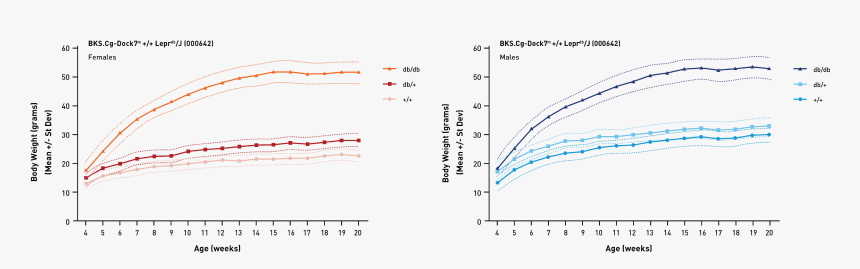 000642 - Db Db Mice Body Weight, HD Png Download, Free Download
