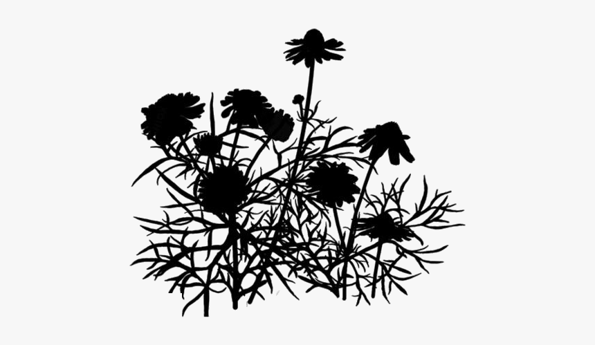 Chamomile Png Hd Transparent Wallpaper - Silhouette, Png Download, Free Download