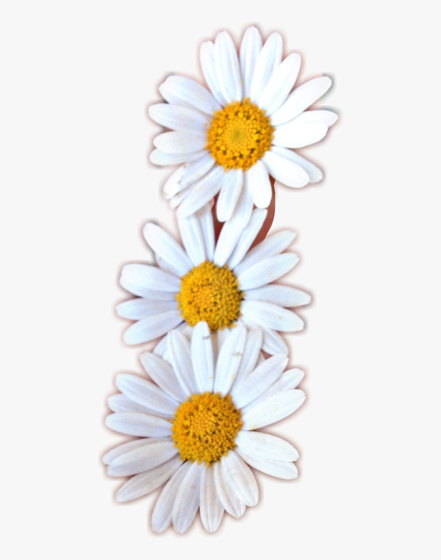 Flor Freetoedit - Oxeye Daisy, HD Png Download, Free Download