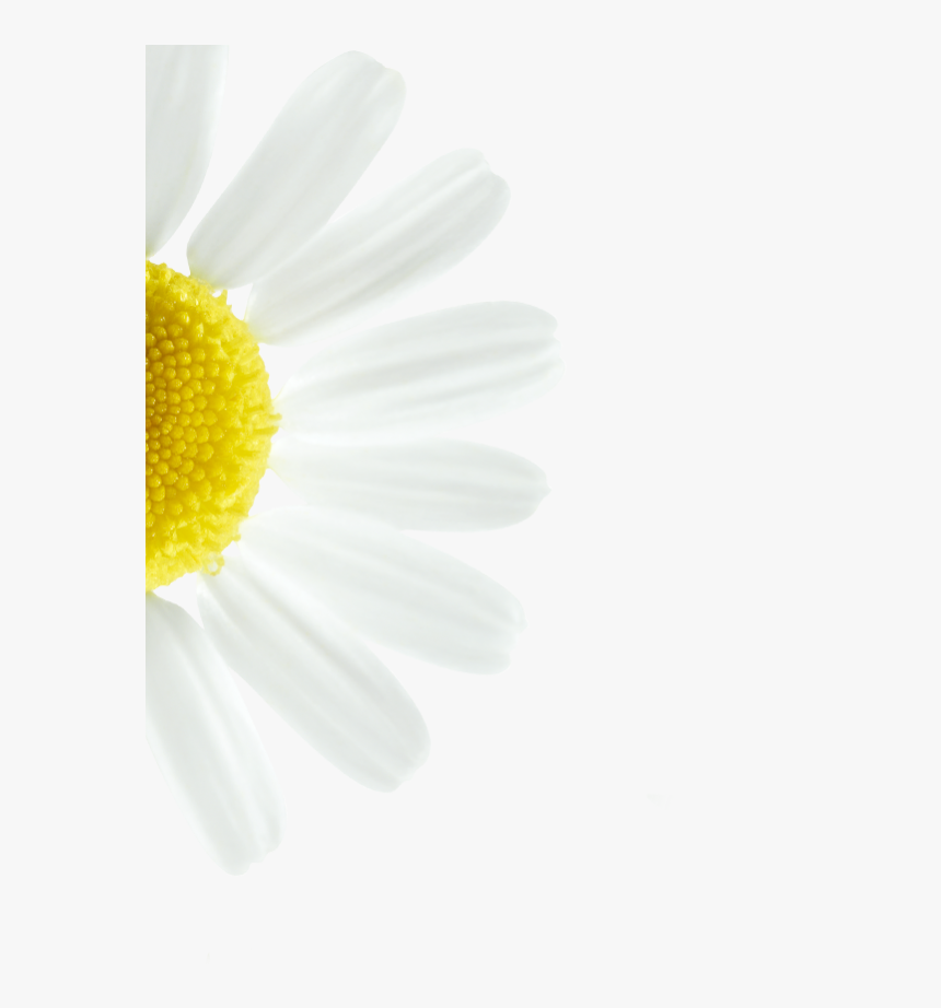 Marguerite Daisy, HD Png Download, Free Download