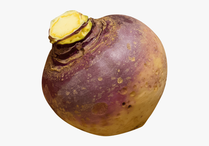 Swedish Turnip - Rutabaga Transparent Background, HD Png Download, Free Download