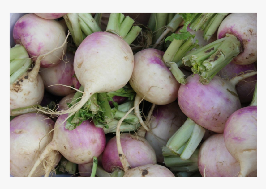 File - Turnip - Turnip, HD Png Download, Free Download