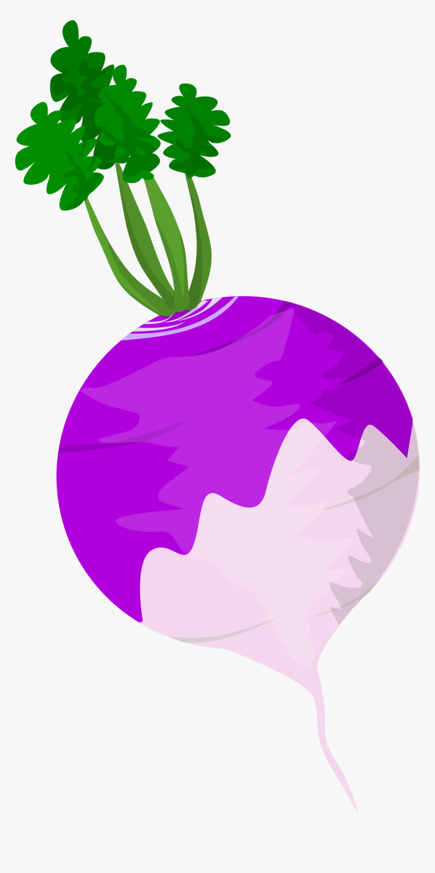 Turnip - Turnip Clipart, HD Png Download, Free Download