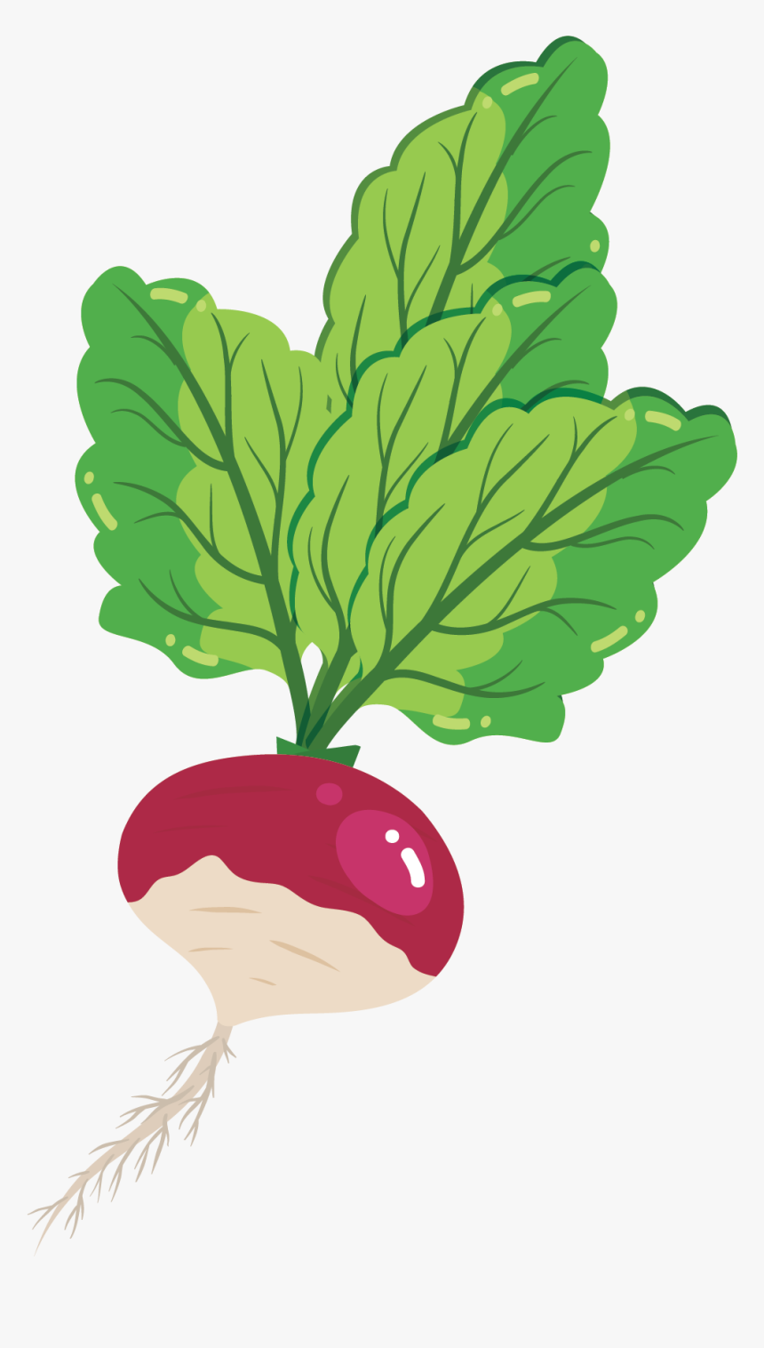 Turnip, HD Png Download, Free Download