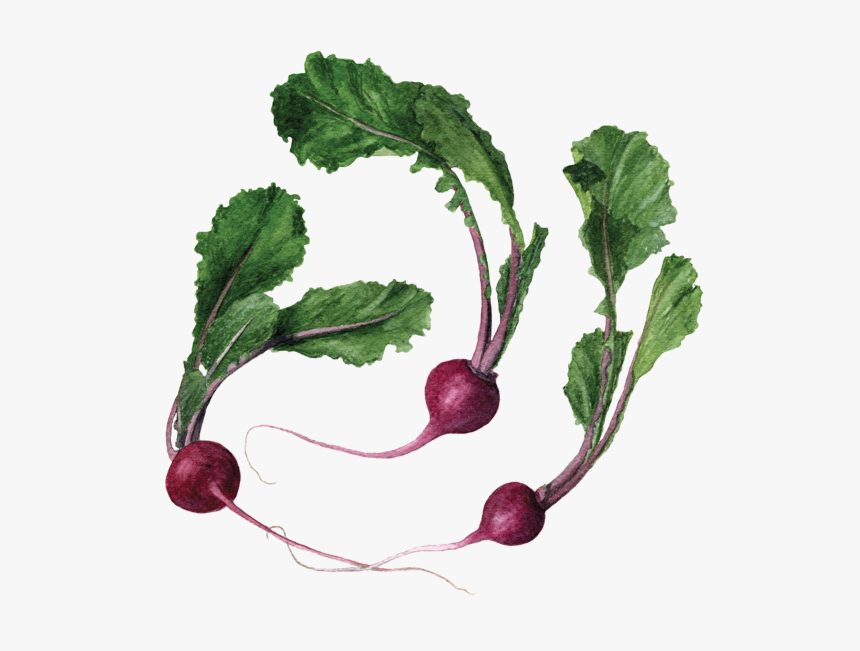 Scarlet Queen Turnip - Beet Greens, HD Png Download, Free Download