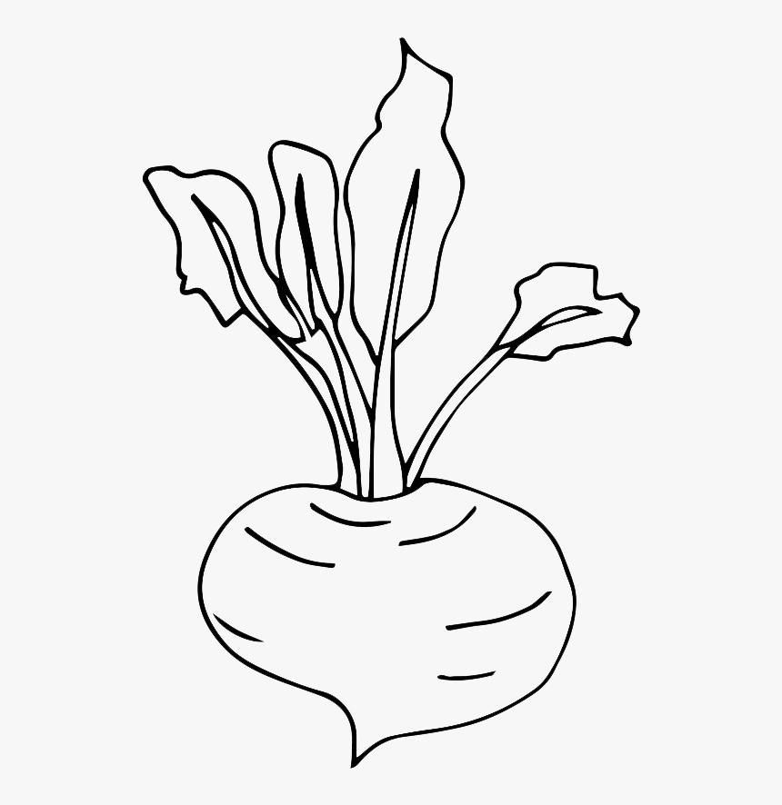 Drawing Image Of Turnip, HD Png Download, Free Download