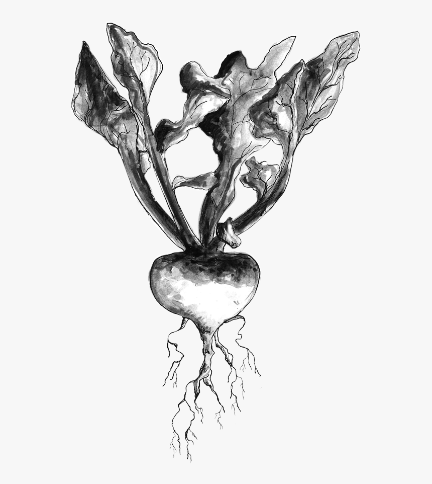 Drawing Vegetable Shalgam - Sketch, HD Png Download, Free Download