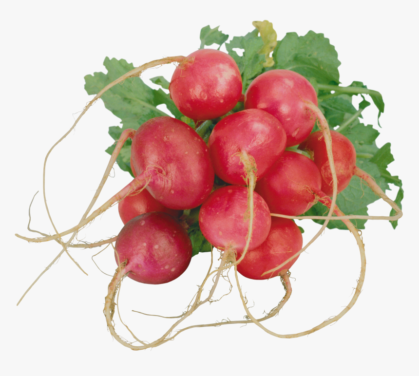 Radish Png - Radish, Transparent Png, Free Download