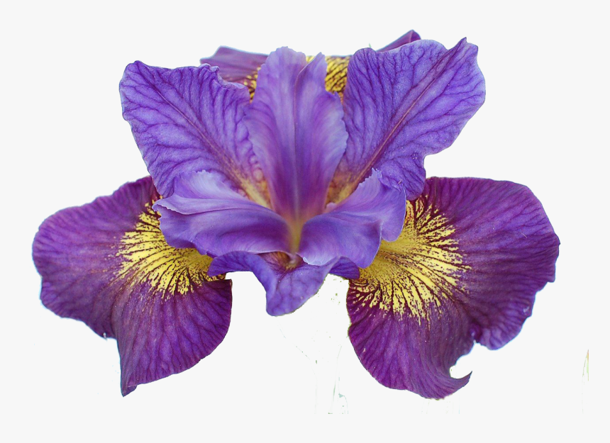Sibirica Ser Sibiricae Rainbow - Irises, HD Png Download, Free Download