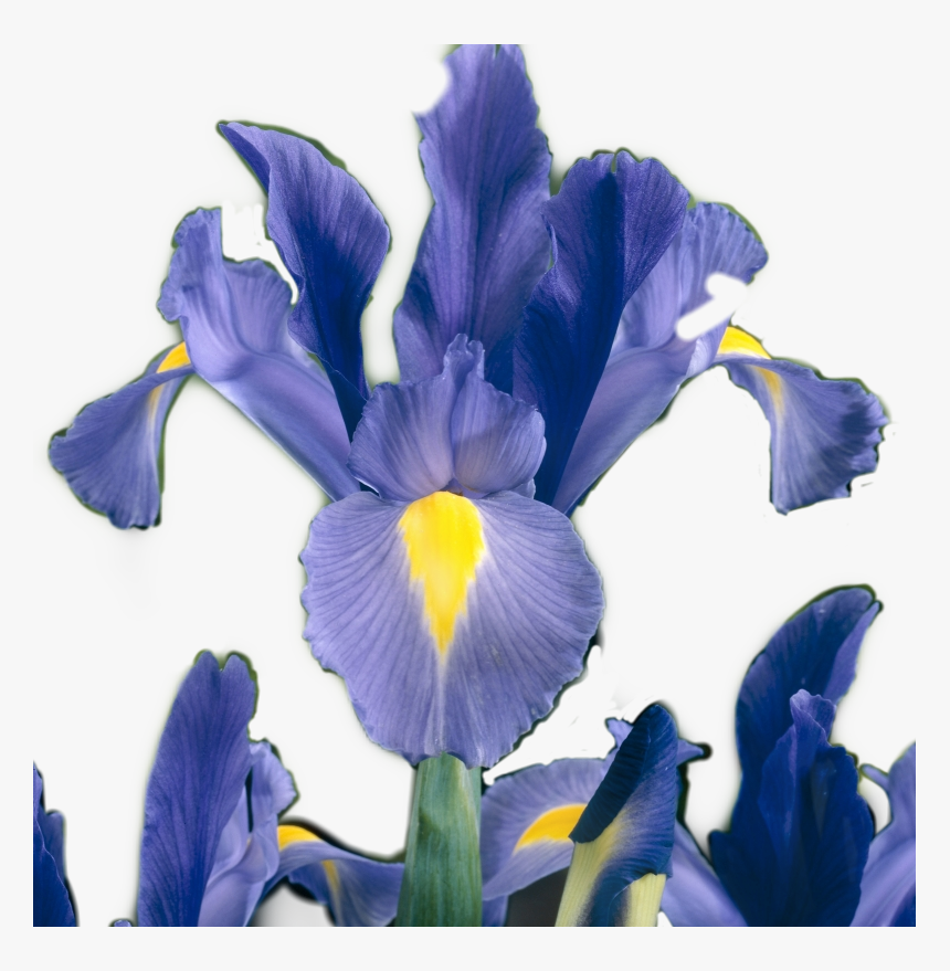 #iris #flower #sticker #irisflower #irisflowersticker - Iris Versicolor, HD Png Download, Free Download