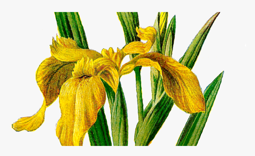 Transparent Iris Flower Png - Transparent Png Iris Flowers, Png Download, Free Download
