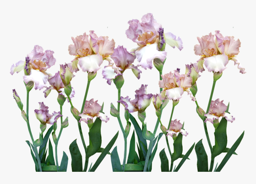 Iris, Garden, Flowers, Spring - Iris, HD Png Download, Free Download