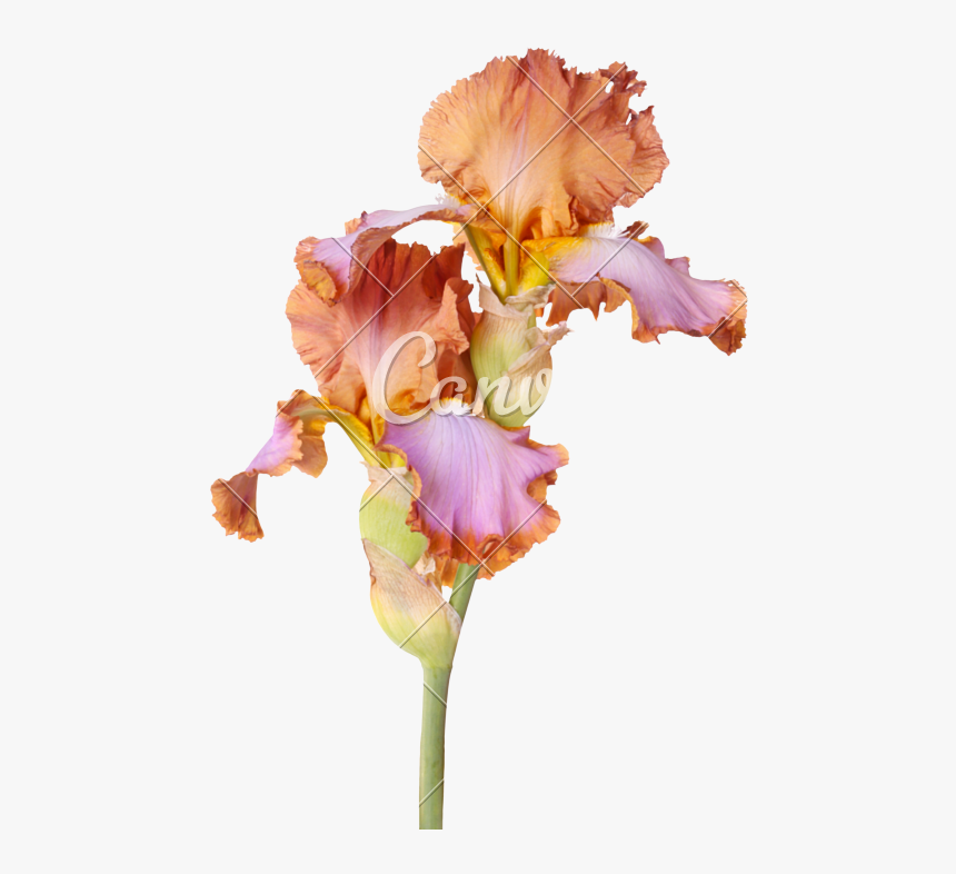 Stem With Two Multicolored Iris Flowers Isolated - Brown Bearded Iris Flower, HD Png Download, Free Download