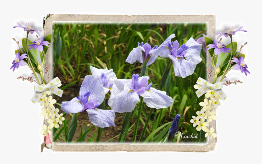 Algerian Iris, HD Png Download, Free Download