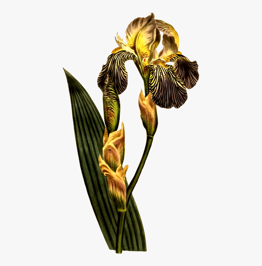 Brown-flowered Iris - Curtis's Botanical Magazine, HD Png Download, Free Download
