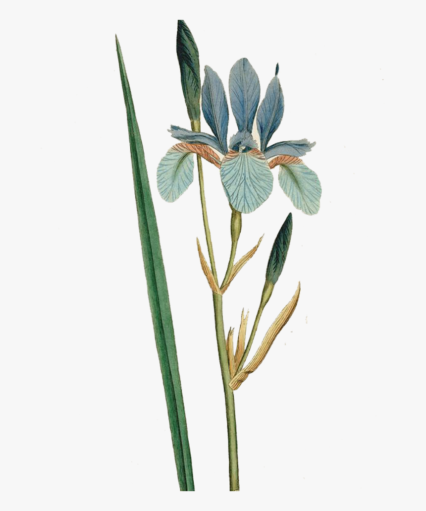 Iris Sibirica Flower Botanical Illustration Curtiss - Iris Sibirica Botanical Illustration, HD Png Download, Free Download