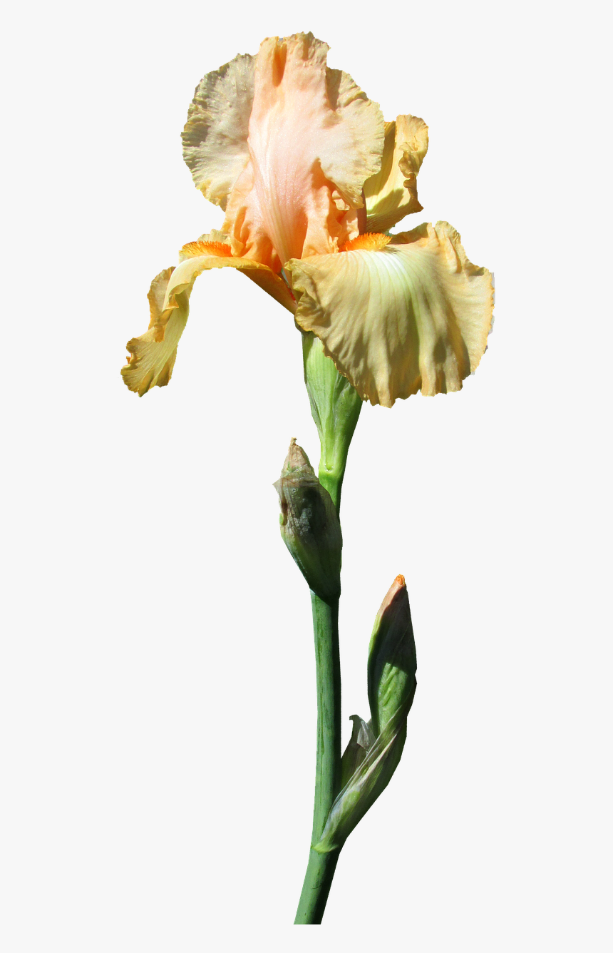 Iris Yellow Stem Free Photo - Yellow Iris, HD Png Download, Free Download