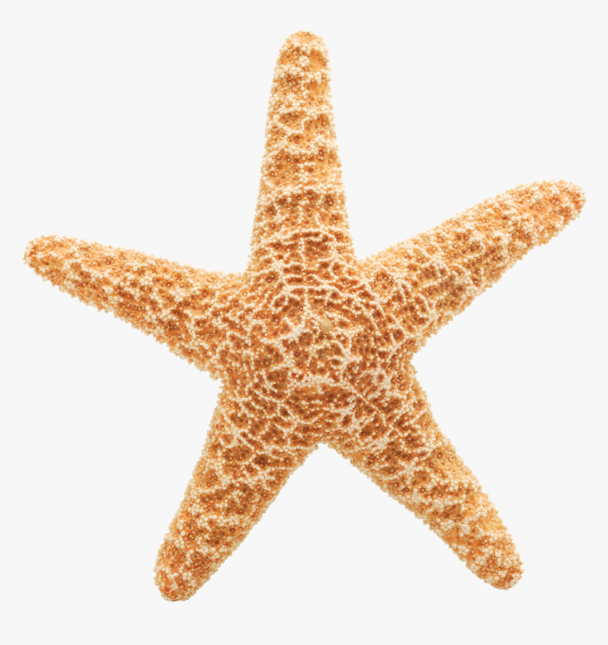 Starfish Free Clipart Cliparts And Others Art Inspiration - Starfish Transparent Background, HD Png Download, Free Download