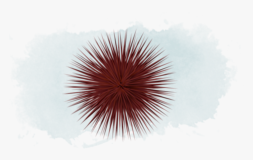 Transparent Sea Urchin Png, Png Download, Free Download