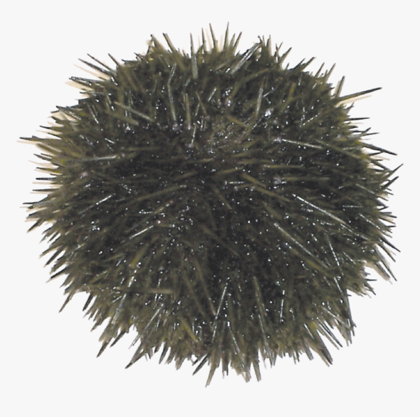 Transparent Sea Urchin Png - Sea Urchin, Png Download, Free Download